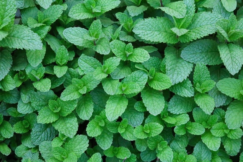 mint-leaves